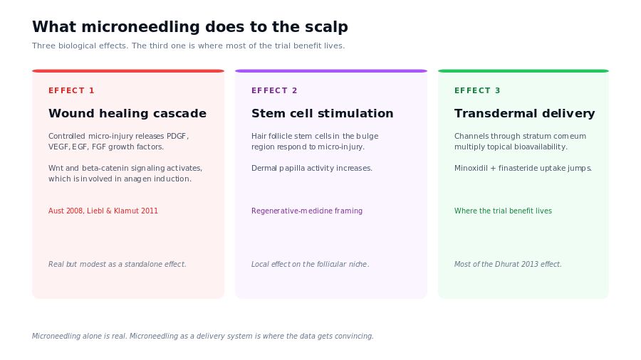 Microneedling mechanism: wound healing cascade, stem cell stimulation, transdermal delivery