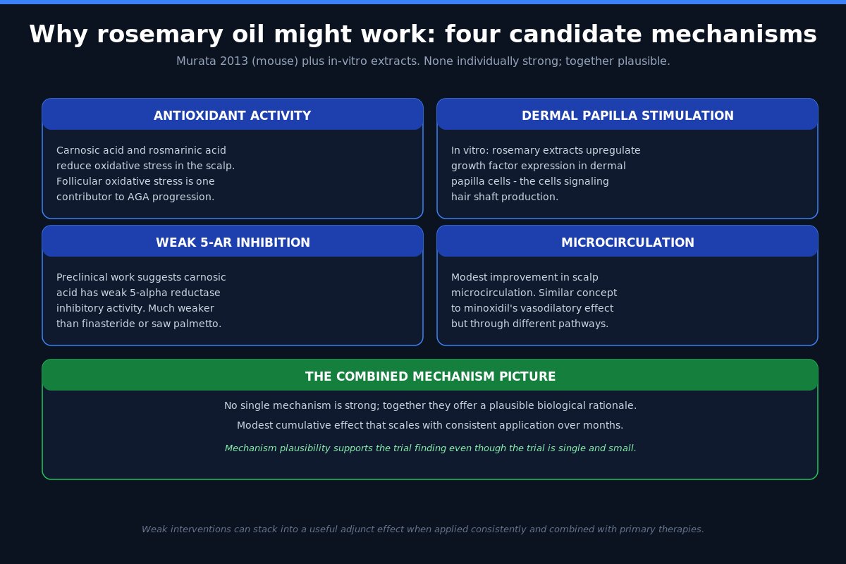 Rosemary oil mechanism for hair loss - carnosic acid pathways