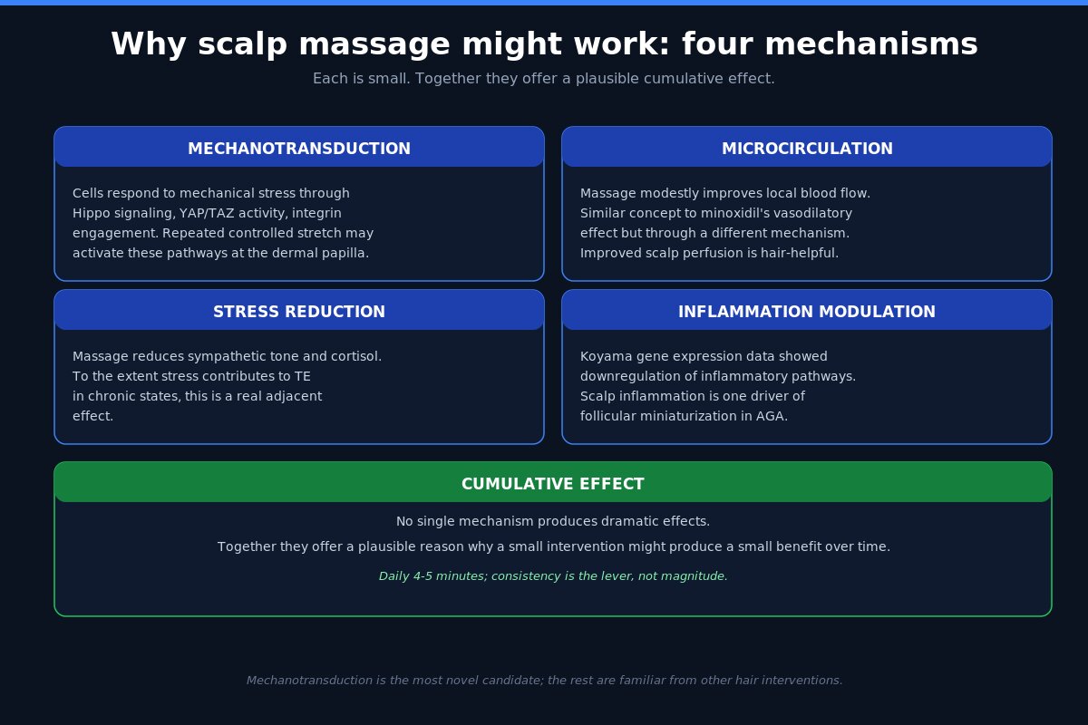 Scalp massage mechanism - mechanotransduction microcirculation inflammation