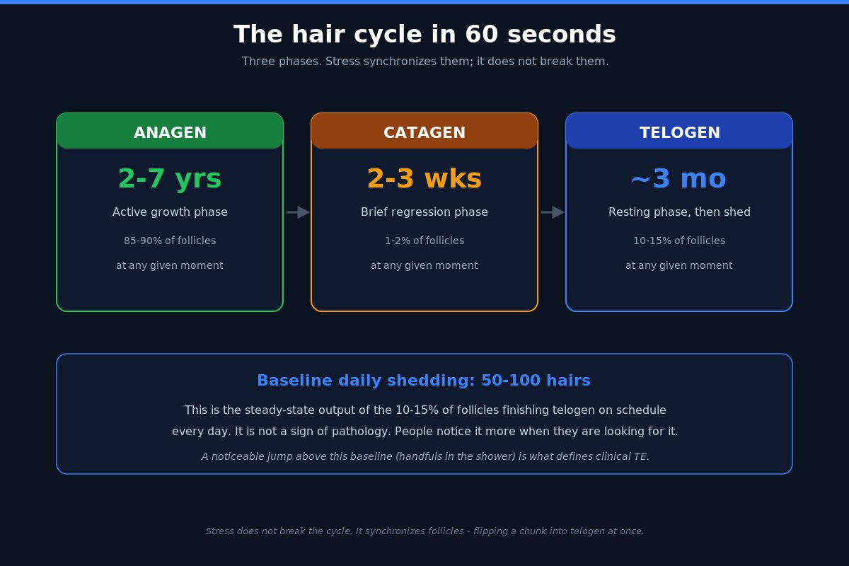 Hair cycle diagram showing anagen catagen and telogen phases with baseline shedding