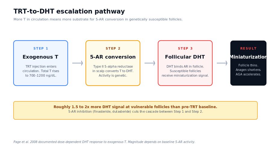 TRT pathway: exogenous testosterone leads to elevated DHT via 5-alpha reductase in scalp follicles