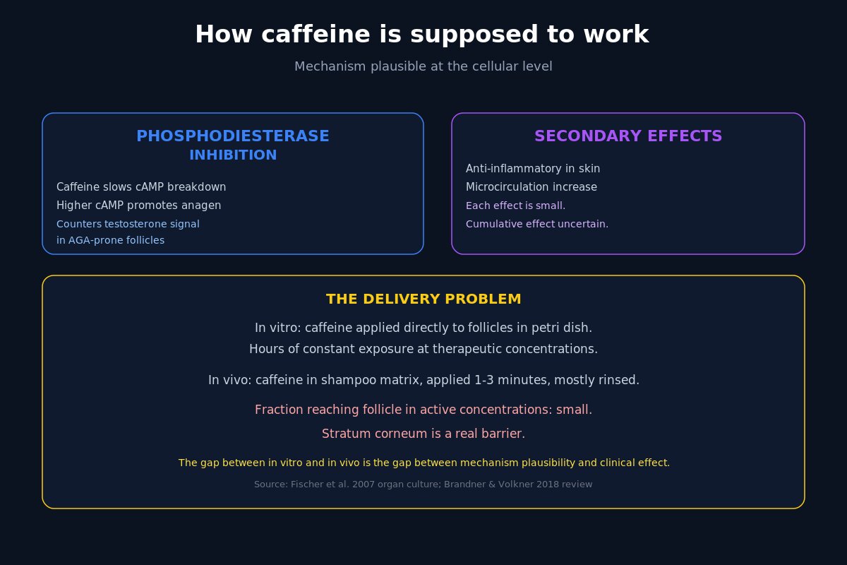 Caffeine mechanism plausibility - PDE inhibition and cAMP signaling