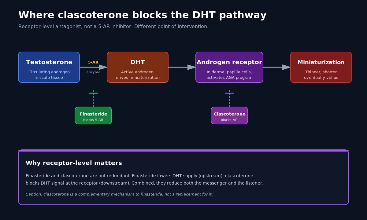 Diagram showing where clascoterone blocks the DHT pathway versus where finasteride blocks 5-alpha reductase