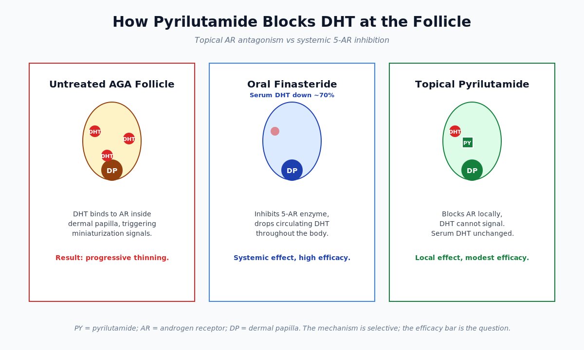 Pyrilutamide mechanism - blocking DHT at the follicle without lowering serum DHT
